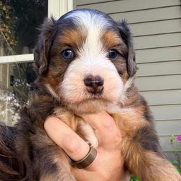 Blue merle male - Blue merle male Bernedoodle puppy in Lincoln, Nebraska from GRand Doodles