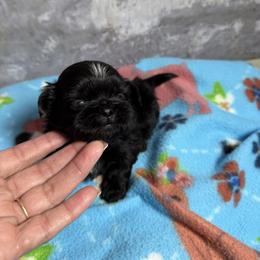Astro - Black male Shih Tzu puppy in Ocala, Florida from Mimi's Shih-tzus of Ocala