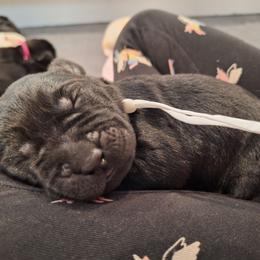 DM Me - Black male Labrador Retriever puppy in Martinsburg, West Virginia from Fetching Labrador Retrievers