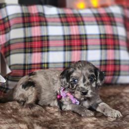 Meet Portia :) - Merle female Cavapoo puppy in Centerville, Iowa from Barnyard Dachshunds, Dals & Doodles