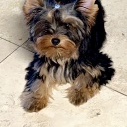 Yorkshire Terrier Puppies from TX Yorkies