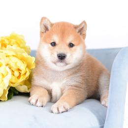 Boy 1 - Red male Shiba Inu puppy in Neosho, Missouri from Sunny Terrace Shibas