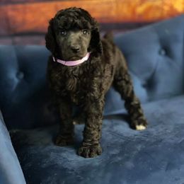 Poodle Puppies from PF Standard Poodles