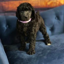 Poodle Puppies from PF Standard Poodles