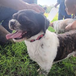 Rover - Shih Tzu