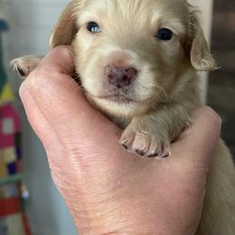 Orange - Cream male Dachshund puppy in Hudson, North Carolina from Foothills Precious Paws