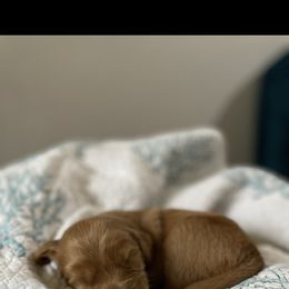 Goldendoodle Puppies from Stolt Southern Doodles