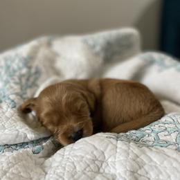 Goldendoodle Puppies from Stolt Southern Doodles
