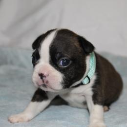 Evie - Brindle and white female Boston Terrier puppy in Brooksville, Florida from I Love Pups