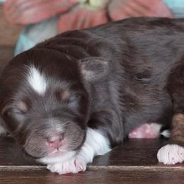 Kenzie Red Female - Red female Aussiedoodle puppy in Lawton, Oklahoma from Lindsey’s Aussies