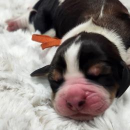 Tyron - Tri-Roan male English Springer Spaniel puppy in Westover, Maryland from Sterling's springer Haven