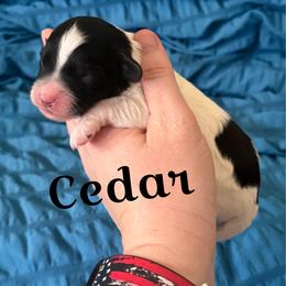 Boy 2 - Black and white male Cavapoo puppy in Sun City, Arizona from AZ Cavapoos