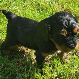 Venus - Black and tan female Cavapoo puppy in Auburn, California from Gold Country Doodles