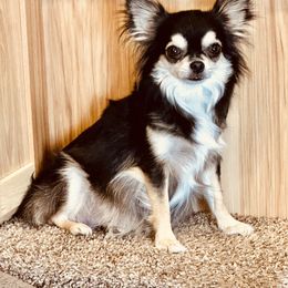 Violet - Chihuahua