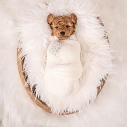 Maltipoo and Poodle Puppies from Little Toy Poodles