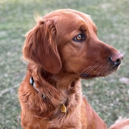 Golden Retrievers from Royal Red Retrievers