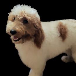 Freya - Goldendoodle