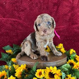 Evie - Merle female Labradoodle puppy in Elizabeth City, North Carolina from Howdy Doodles