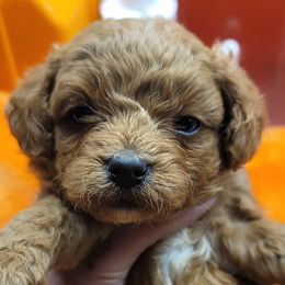 Cavapoo puppies from Paisley Cavapoos