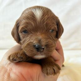 Rain - Apricot male Cavapoo puppy in Adrian, Oregon from ApplebyFarm