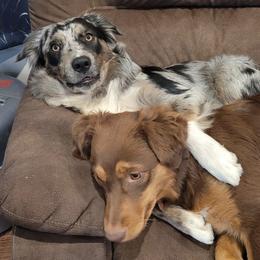 Australian Shepherds from Northridge Australian Shepherd Puppies