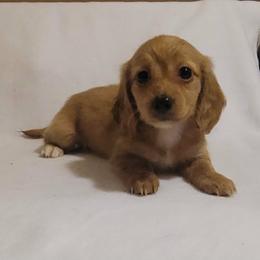 Hazel - Cream female Dachshund puppy in Pinson, Alabama from Sweet Honey Bunn Hounds