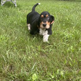 Basset Hound Puppies from Bassetville Hounds