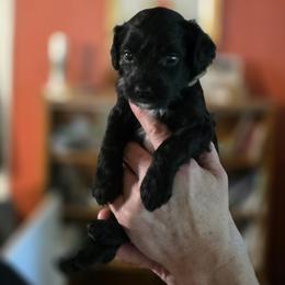 Bruce Wayne - Black male Goldendoodle puppy in Milton, Florida from Sutton Place Doodles