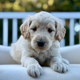 Walton - Apricot male Goldendoodle puppy in Rainier, Oregon from Beaver Springs Puppies