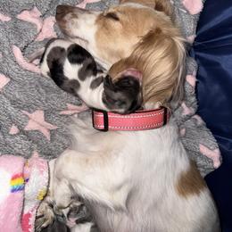 Willow - Dapple female Dachshund puppy in Copperas Cove, Texas from Creme de la Creme Dachshunds