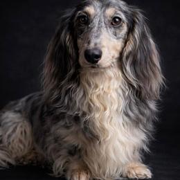 Dachshund puppies from Farm House miniatures