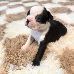 Ruby Girl 2 - Black and white female Boston Terrier puppy in Brookville, Ohio from Best Friend Bostons