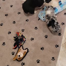 Australian Shepherd Puppies from Winsome Aussies