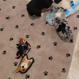 Australian Shepherd Puppies from Winsome Aussies