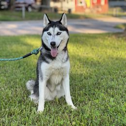 Esper - Siberian Husky