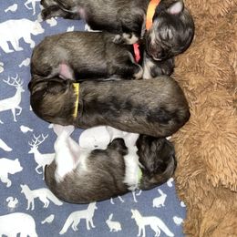 Miniature Schnauzer Puppies from Von Baron Schnauzers