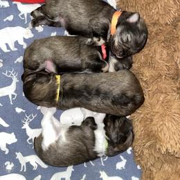 Miniature Schnauzer Puppies from Von Baron Schnauzers