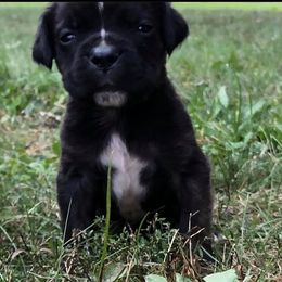 Cane Corso Puppies from Reliance Cane Corso