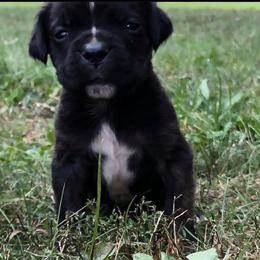 Cane Corso Puppies from Reliance Cane Corso