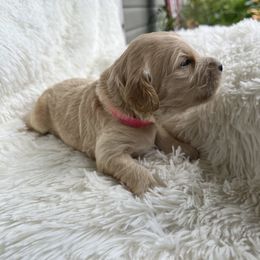 Aussiedoodle, Goldendoodle, and Poodle Puppies from Designer Doodles
