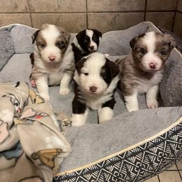 Australian Shepherd Puppies from Spring Creek Pups
