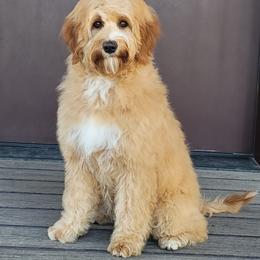 Country Morning Golden Nugget - Gold female Australian Labradoodle puppy in Aumsville, Oregon from Country Morning Labradoodles