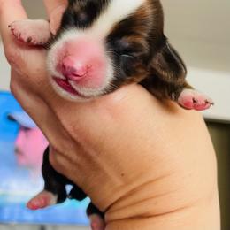 Blaze - Brindle male Dachshund puppy in Petersburg, Virginia from Wiggle Waddle Dachshunds