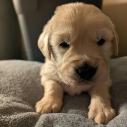 Orange - Golden male Golden Retriever puppy in Madison, Ohio from Heckmans English Cream Golden Retrievers