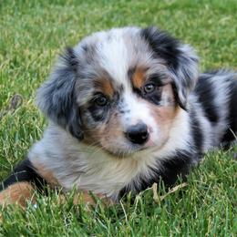 Australian Shepherd Puppies from Meljestic Farms