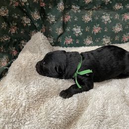 German Shepherd Puppies from Stonewick German Shepherds