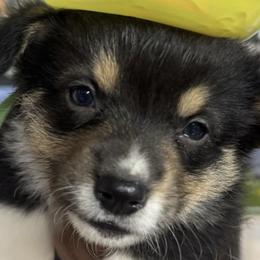 American Corgis and Pembroke Welsh Corgis from CalValley Kennels
