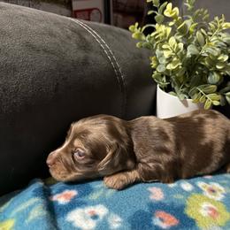 Ellie - Chocolate and cream female Dachshund puppy in Ranburne, Alabama from Camdox