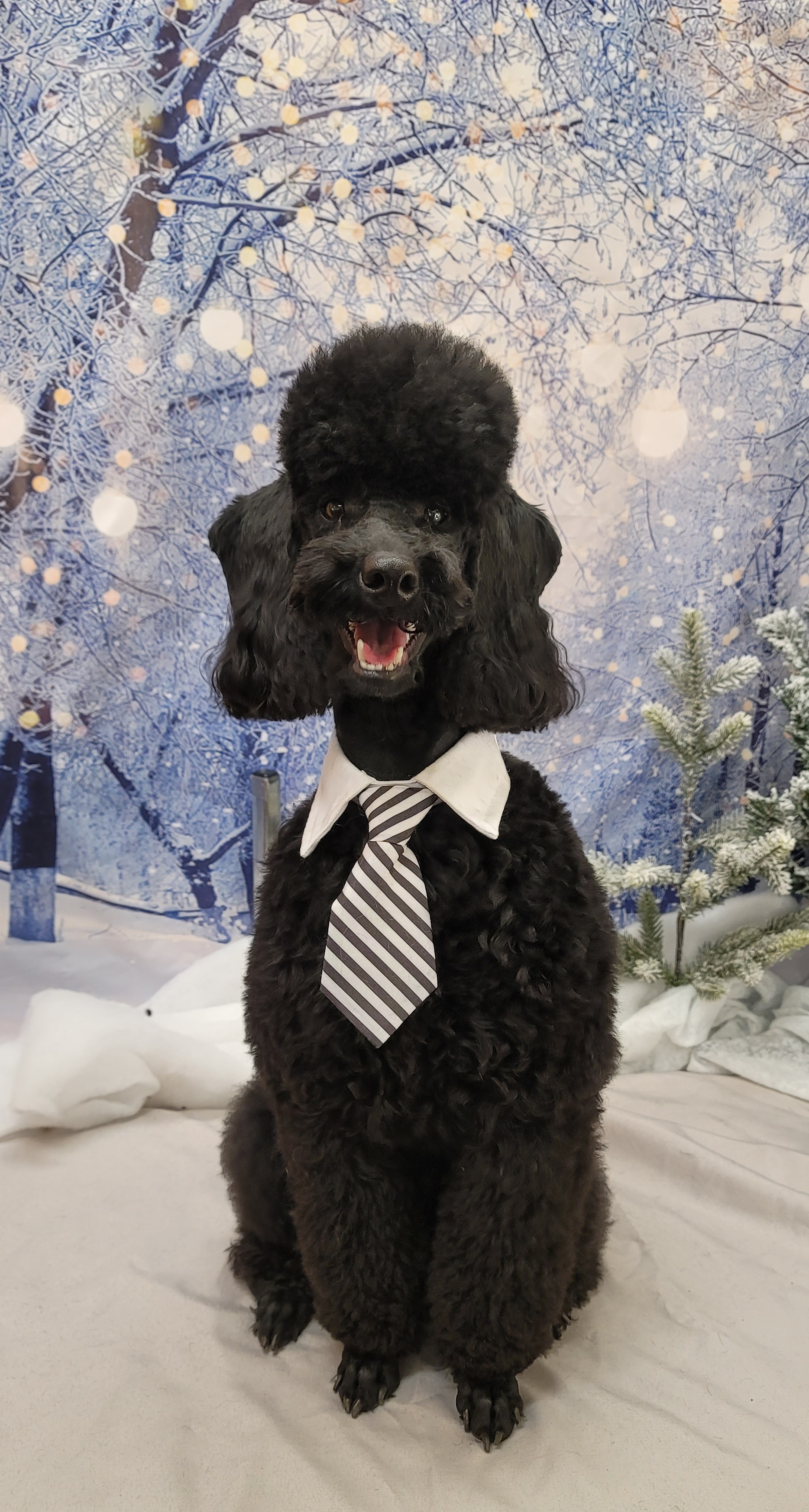 Poodle All Grown Up from Reflexxion Poodles