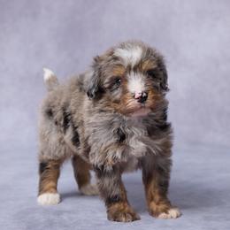Duke - Merle male Bernedoodle puppy in Apple Creek, Ohio from Grandeur Valley Puppies